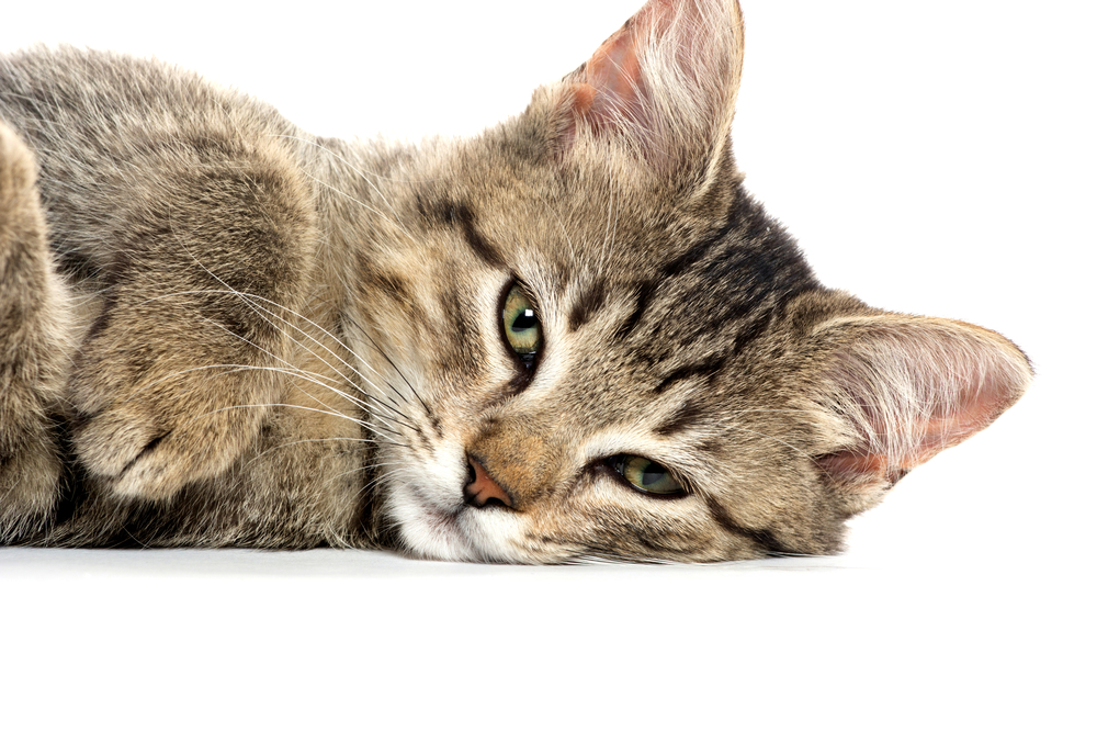 Check out our #blog on #catpheromones - explaining what #pheromones are, how they work, and the difference between #felinefacialpheromone and #catappeasingpheromone. Ideal for pet retailers to help you explain #BeapharCatComfort to your customers. beaphar.com/en-gb/pet-care…