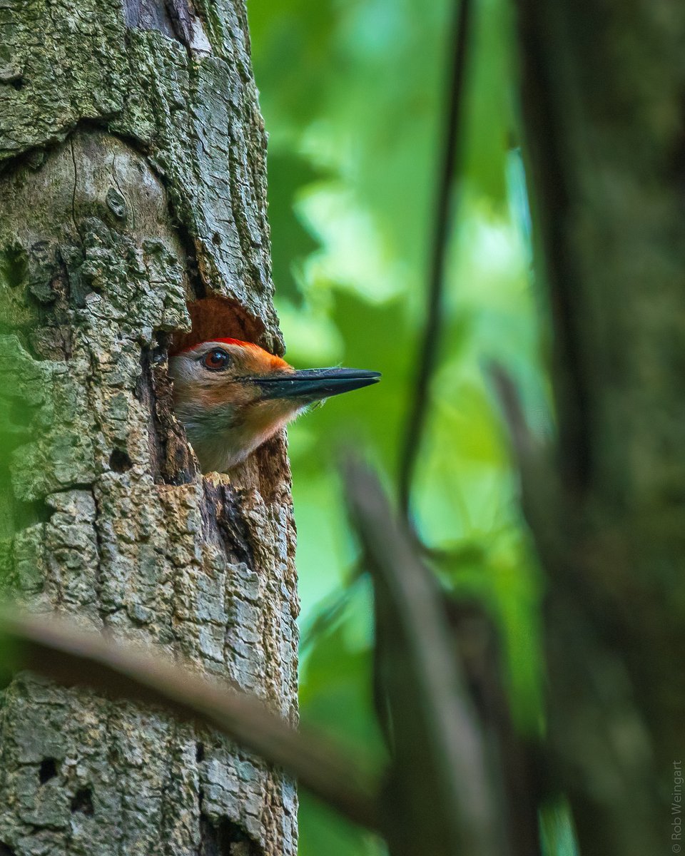 Home Sweet Home

#redbelliedwoodpecker #woodpecker #anybodyoutthere
#wildlife #wildlifephotography #birding #birdtonic