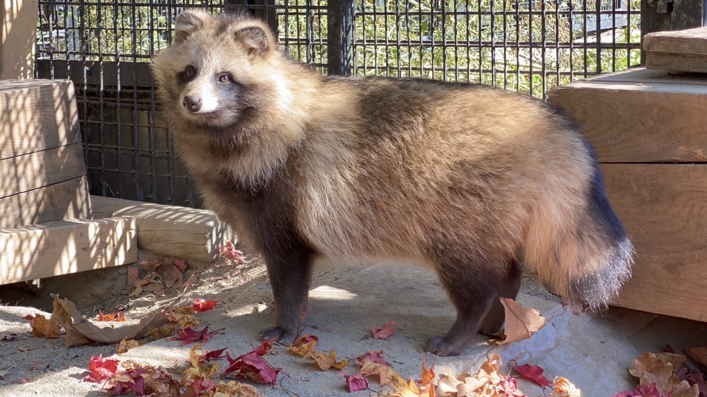 たぬのモフみと共にあらんことを 紅葉を楽しむおびひろ動物園のエゾタヌキさんがかわいい ぽふん Togetter たぬのモフみと共にあらんことを 紅葉を楽しむおびひろ動物園のエゾタヌキさんがかわいい ぽふん Togetter