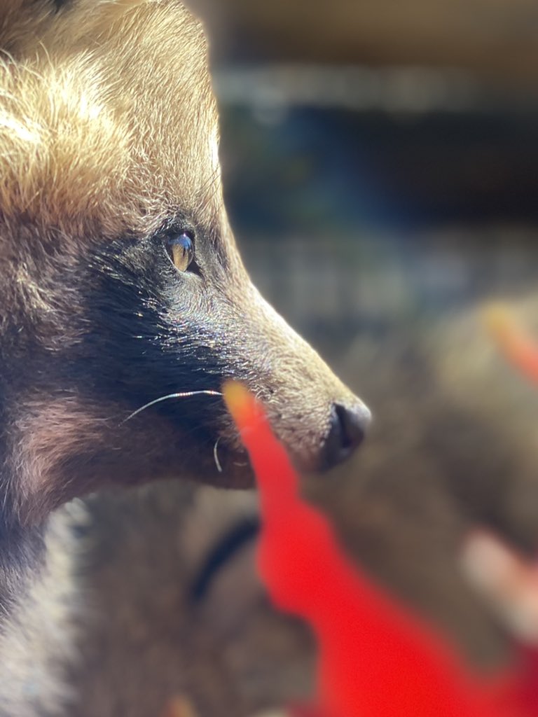 たぬのモフみと共にあらんことを 紅葉を楽しむおびひろ動物園のエゾタヌキさんがかわいい ぽふん Togetter たぬのモフみと共にあらんことを 紅葉を楽しむおびひろ動物園のエゾタヌキさんがかわいい ぽふん Togetter