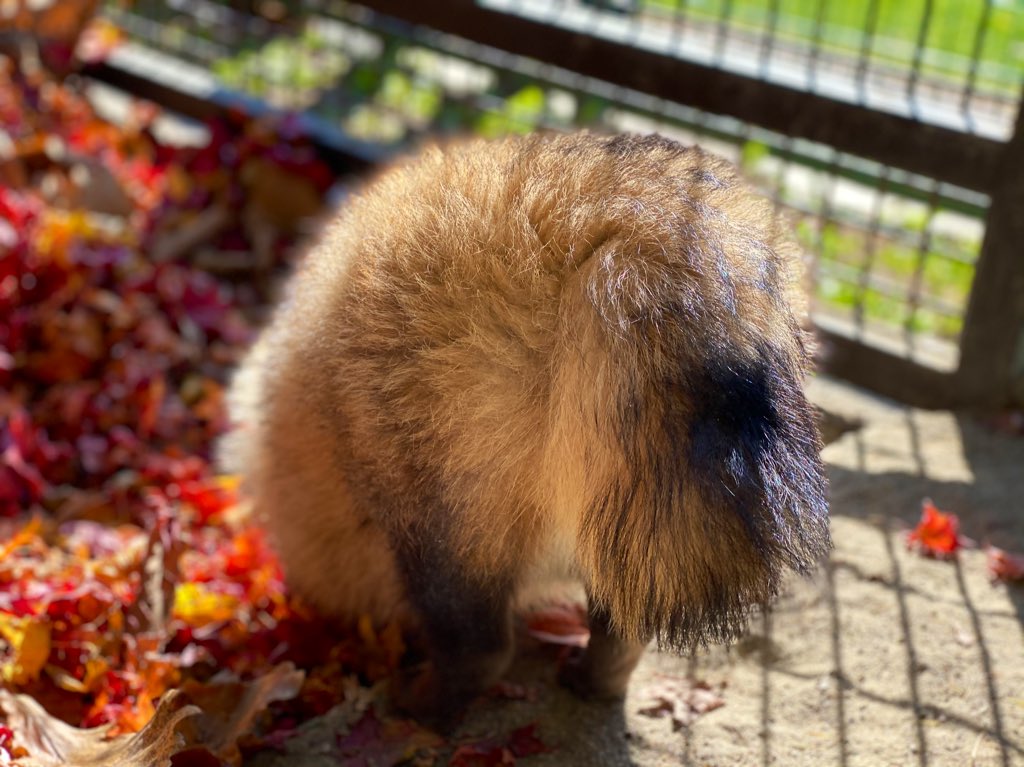たぬのモフみと共にあらんことを 紅葉を楽しむおびひろ動物園のエゾタヌキさんがかわいい ぽふん Togetter たぬのモフみと共にあらんことを 紅葉を楽しむおびひろ動物園のエゾタヌキさんがかわいい ぽふん Togetter