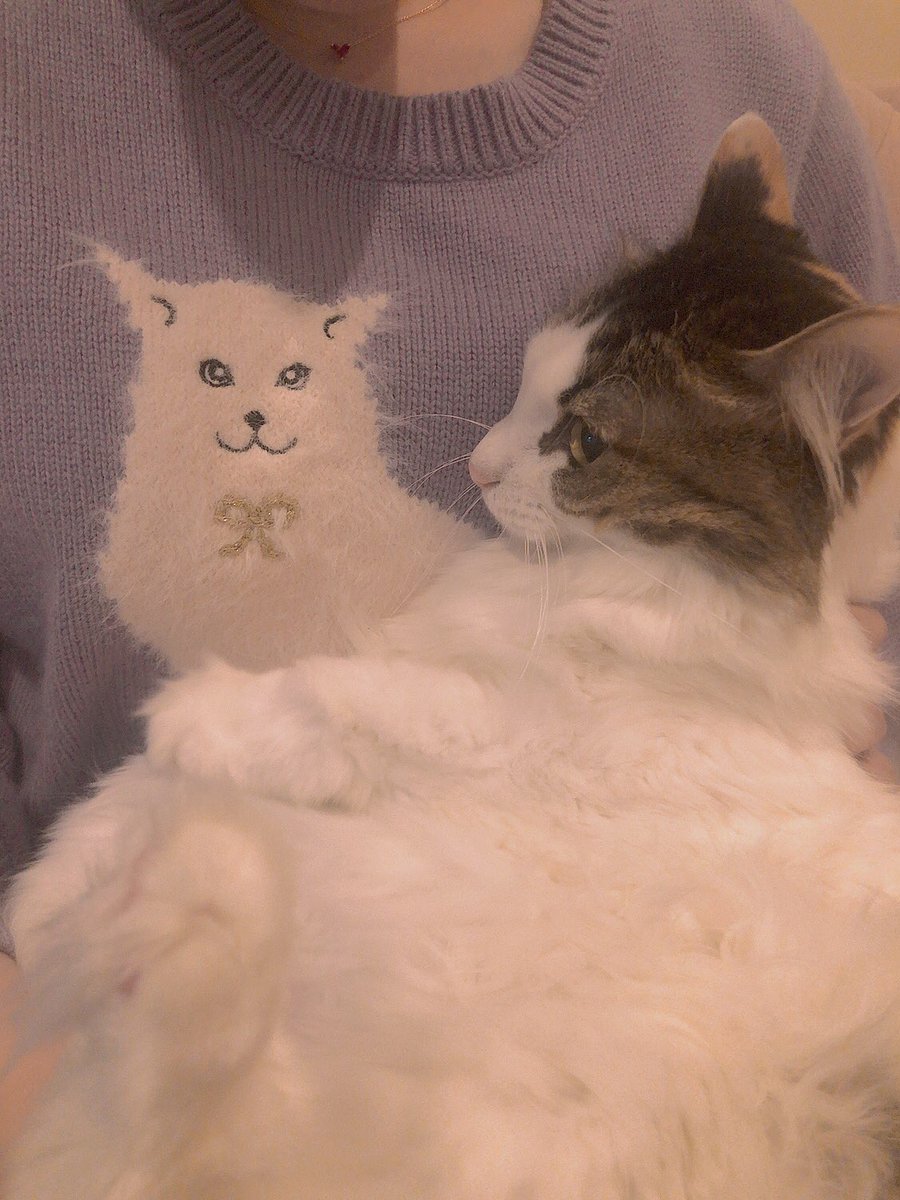しぶとい中川翔子 Mmts ふわふわねこニット ラベンダー だよ ふわふわです T Co Fmpujxlr1u