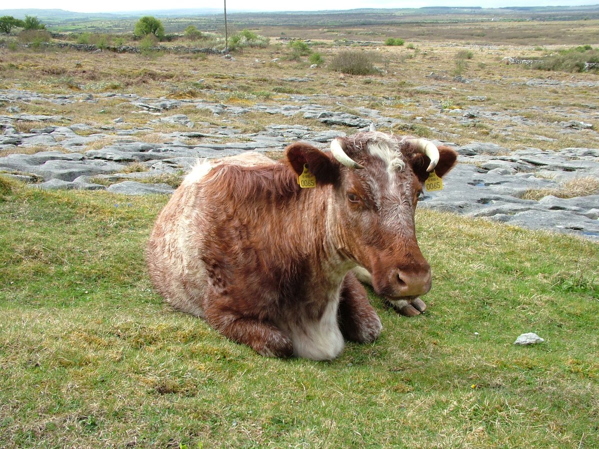 Dry lie- Burren's 700m-thick limestone bedrock upon which the cattle outwinter, acts like a storage heater, absorbing summer heat, releasing it over winter. Thin soils which cloak this bedrock rarely get muddy, hence the clean appearance of outwintering stock #FarmingHeritage