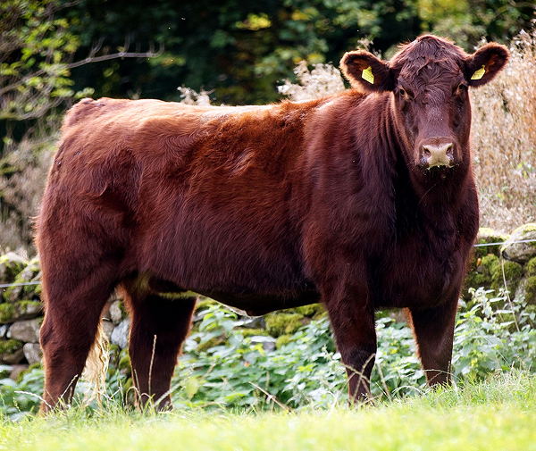 Stackyard tweet media