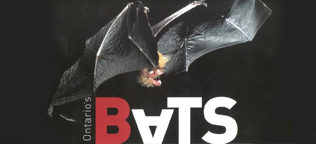 #DYK Ontario is home to eight different species of bats. This October get to know them all with <a href="/OntarioNature/">Ontario Nature</a>'s handy bat Guide! onnaturemagazine.com/bat-guide.html
