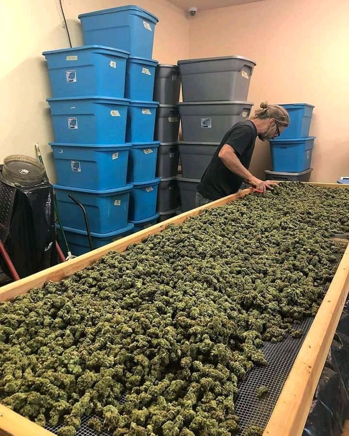 +19094479820
get high smoke your sorrows out keep the orders coming #FF 
@Silv3rbackP <a href="/NaturalLady4/">NaturalLady4</a> <a href="/BFO5O6/">BFO5O6</a> <a href="/WingsNWisdom/">Wings N Wisdom</a> <a href="/AngelOfCannabis/">𓂀🪞𝔸𝕟𝕘𝕖𝕝🪞𓆃</a> <a href="/DucktheRoofer/">Duck</a> <a href="/thinman1988/">THINMAN1988</a> @BudFaery <a href="/Dizzy_D2121/">🖤Non Existent🖤</a> <a href="/BabieGetsBaked/">Baked Babie</a> <a href="/BougieGypsy/">Booskie 👻 Blaze 💨</a> <a href="/SweetlySmiles/">𓂸 Laughing Cloud</a> <a href="/MR_BURNDATLOUD/">🏴‍☠️🏴‍☠️🗽🗽Blaze-One🗽🗽🏴‍☠️🏴‍☠️</a> @lanni_1503 @420Leafstyle