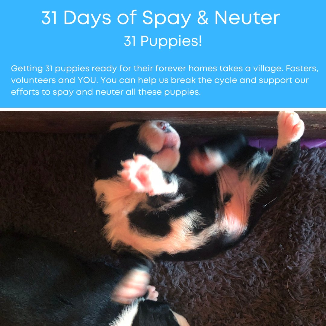 PupSquadHouston's tweet photo. Good morning. Time for a little morning stretch! 

We're raising money to spay and neuter 31 puppies - Can you help?

https://t.co/Dg651iaIWh https://t.co/asg6qGU5Oo