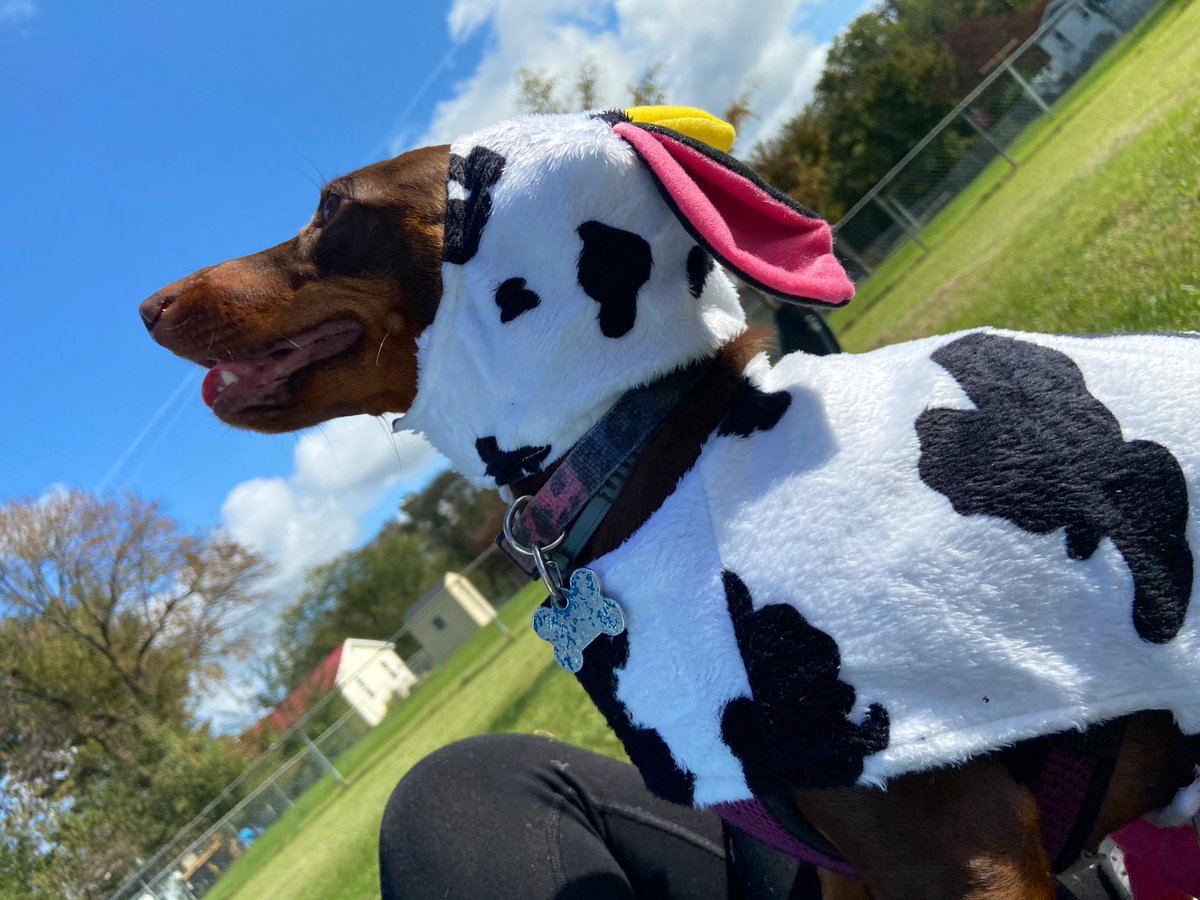 it is dogtober twentieth