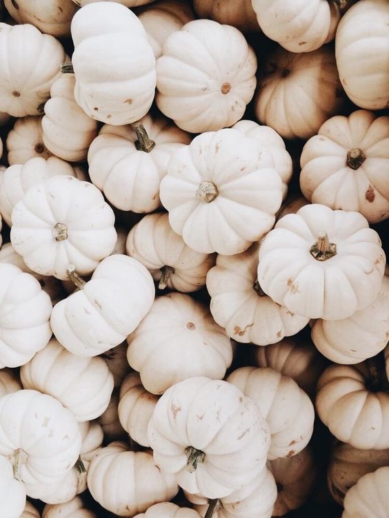 cohorted's tweet photo. White pumpkins are very #CoHaunted... https://t.co/MvegLfIy1M