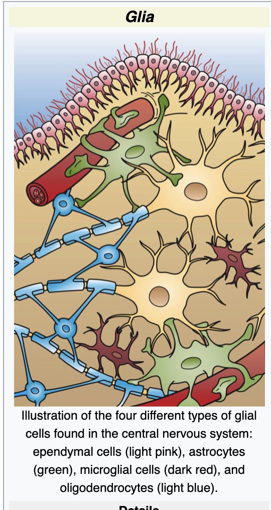 Glial cells:Many of you may have heard of fascia, which was ignored by anatomists and doctors for quite some time. Glial cells have also been mostly ignored by the consensus even though they make up 80% of the brain. The stuff they are finding out now is wild.