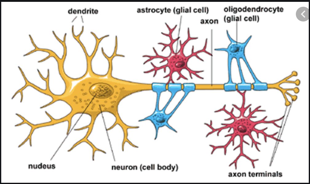 An interesting fact:When they studied Albert Einstein's brain, the major difference they found between him and smart doctors was that he had a higher ratio of glial cells to neurons. This ratio of glia to neurons is also what separates humans from other animals.