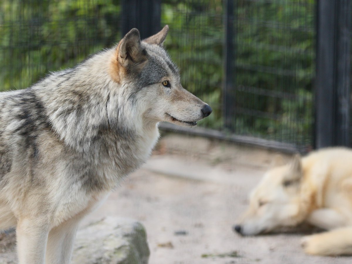 カゲ虎 おうち ショウの横顔 目が綺麗 平川動物公園 オオカミ ショウ カゲ虎 おうち ショウの横顔 目が綺麗 平川動物公園 オオカミ ショウ