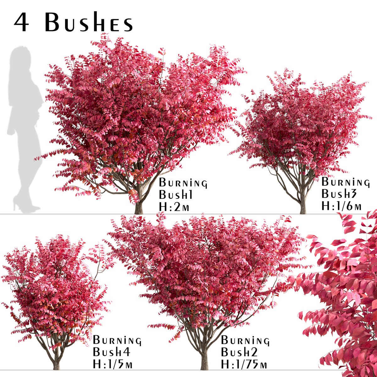 moonikoffice's tweet image. Set of Burning Bush Bushes (Euonymus Alatus)
Euonymus alatus, known variously as winged spindle, winged euonymus, or burning bush, is a species of flowering plant in the family Celastraceae, native to central and northern China, Japan, and Korea. #tree3d
3dsky.org/3dmodels/show/…