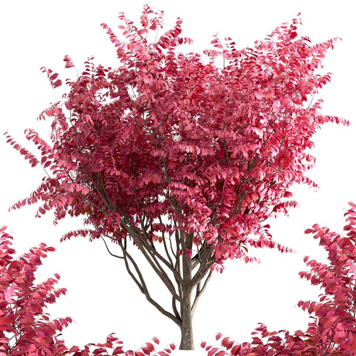 moonikoffice's tweet image. Set of Burning Bush Bushes (Euonymus Alatus)
Euonymus alatus, known variously as winged spindle, winged euonymus, or burning bush, is a species of flowering plant in the family Celastraceae, native to central and northern China, Japan, and Korea. #tree3d
3dsky.org/3dmodels/show/…