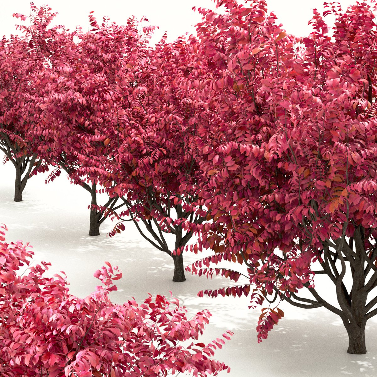 moonikoffice's tweet image. Set of Burning Bush Bushes (Euonymus Alatus)
Euonymus alatus, known variously as winged spindle, winged euonymus, or burning bush, is a species of flowering plant in the family Celastraceae, native to central and northern China, Japan, and Korea. #tree3d
3dsky.org/3dmodels/show/…