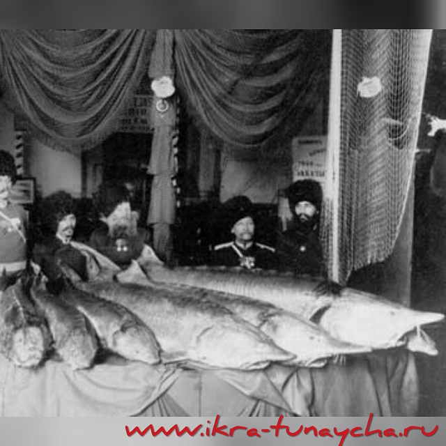 Рыбалка - это излюбленное мужское хобби... vk.com/wall-59545799_…
Много интересной информации в социальных сетях нашего интернет-магазина. А на нашем сайте Вас ждет широкий ассортимент икры и морепродуктов: ikra-tunaycha.ru
#юмор #интересныефакты #krasnaya_ikra_moscow