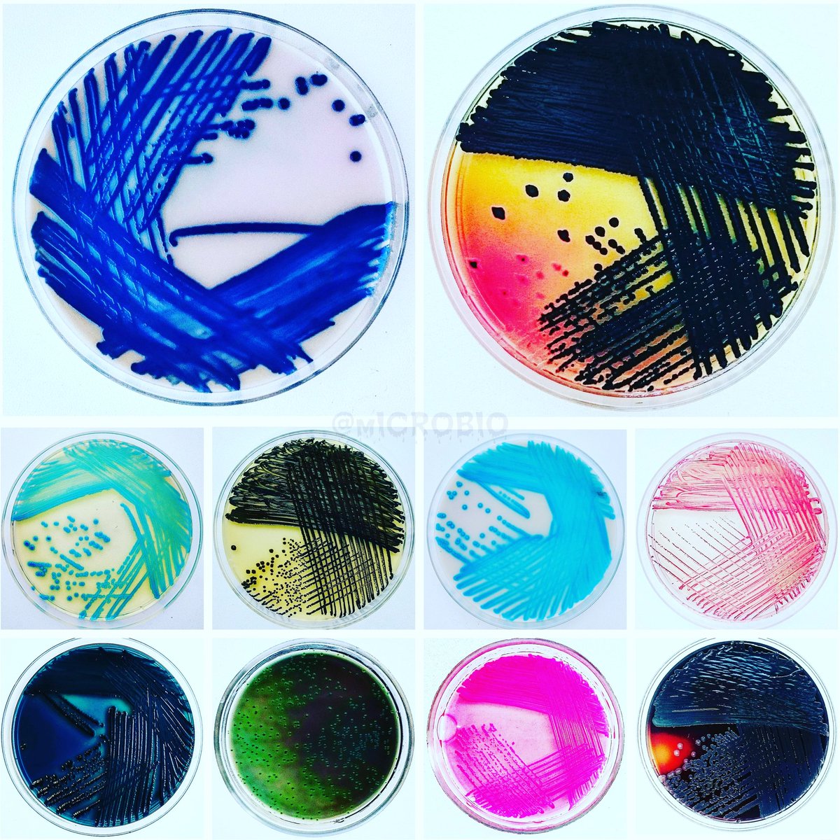 mICROBIOsh's tweet image. 💚💛🧡❤🖤
1) Klebsiella pneumonia, Hicrome agar.
2) Citrobacter freundii, Ploskirev bactoagar.
3) Listeria innocua, ALOA agar.
4) Staphylococcus spp, Baird-Parker agar.
5) Enterococcus faecalis, Hicrome agar.
6) Enterococcus faecalis, Enterococcus agar.
#microbiology