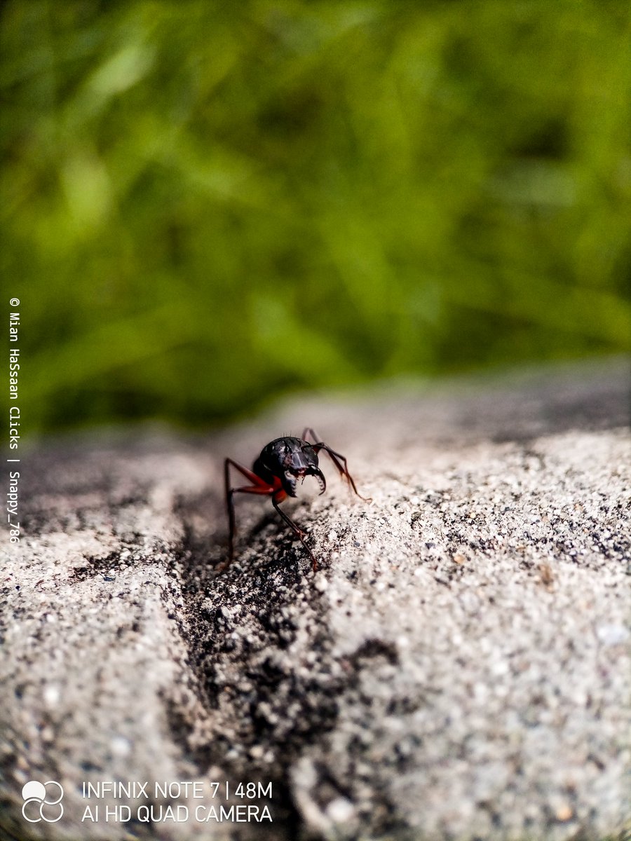 iSnappy786's tweet image. Macro photography with @InfinixPakistan 
#infinixnote7