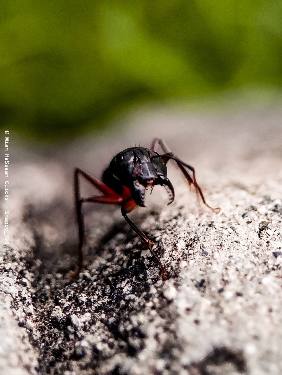 iSnappy786's tweet image. Macro photography with @InfinixPakistan 
#infinixnote7