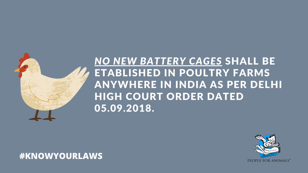 No new battery cages shall be established in poultry farms anywhere in India as per Delhi High Court Order dated 05.09.18.

#KnowYourLaws #BatteryCages