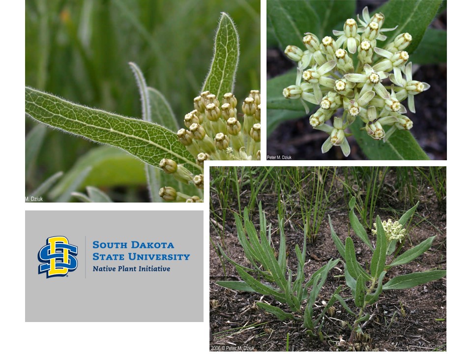 SDStateNPI tweet media