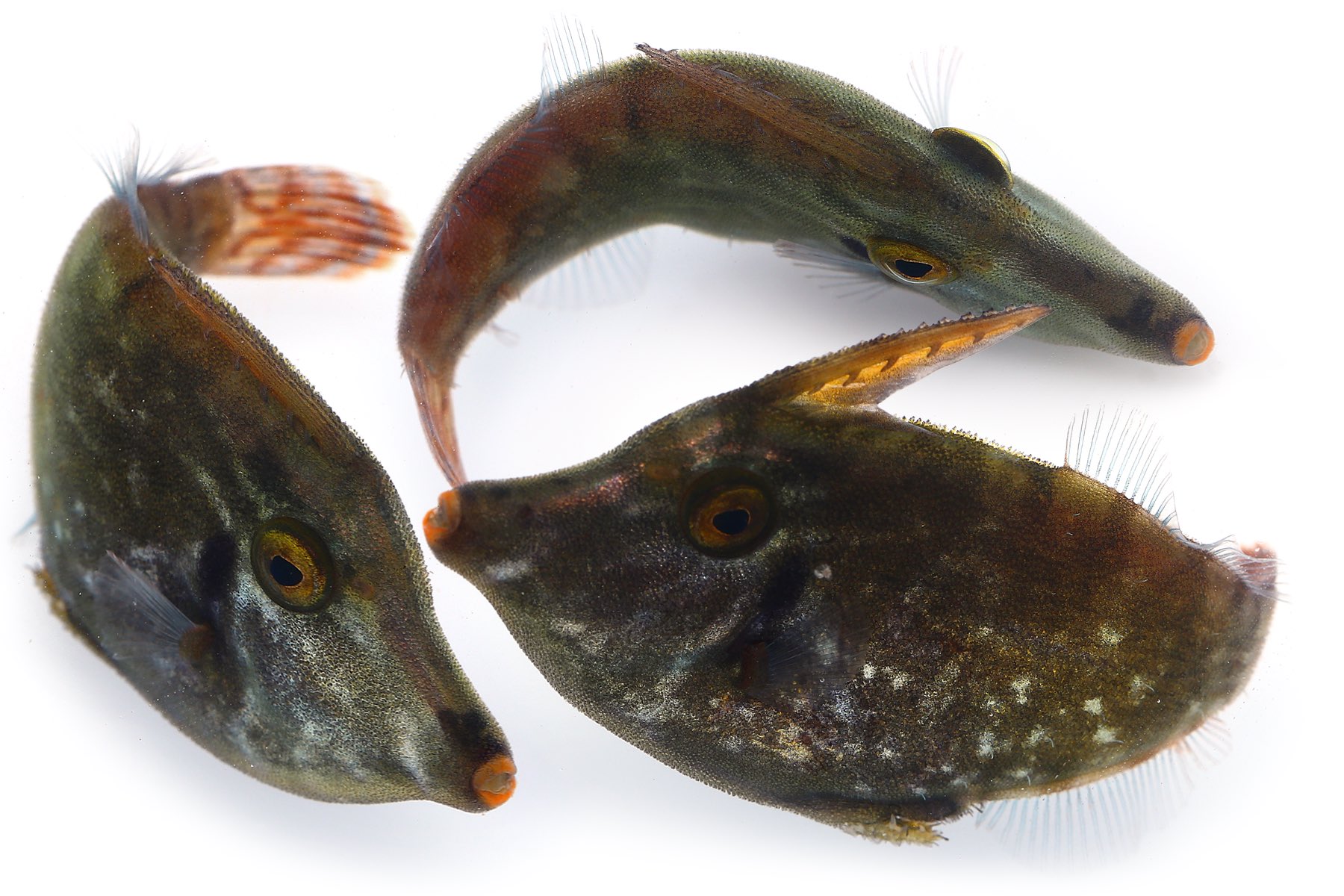 ゆうじ 夜磯で採集したわからないカワハギの仲間 うむ 魚 やっぱりなんもわからん カワハギには違いない 美味しそうだし ニシキ カワハギの幼魚ではないかと思う 美味しそうだし T Co Qwirzsobpn Twitter ゆうじ 夜磯で採集したわからないカワハギの仲間 うむ 魚 やっぱりなんもわからん カワハギには違いない 美味しそうだし ニシキ カワハギの幼魚ではないかと思う 美味しそうだし T Co Qwirzsobpn Twitter