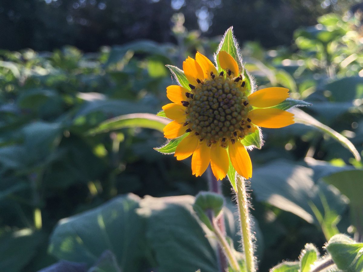 Tomymuesli トミィミューズリー 夕方は畑でヤーコンの葉を収穫する 明日はミューズリーに入れる為のヤーコン茶を作る ヤーコンの花が咲いている ついでににんじんも間引く