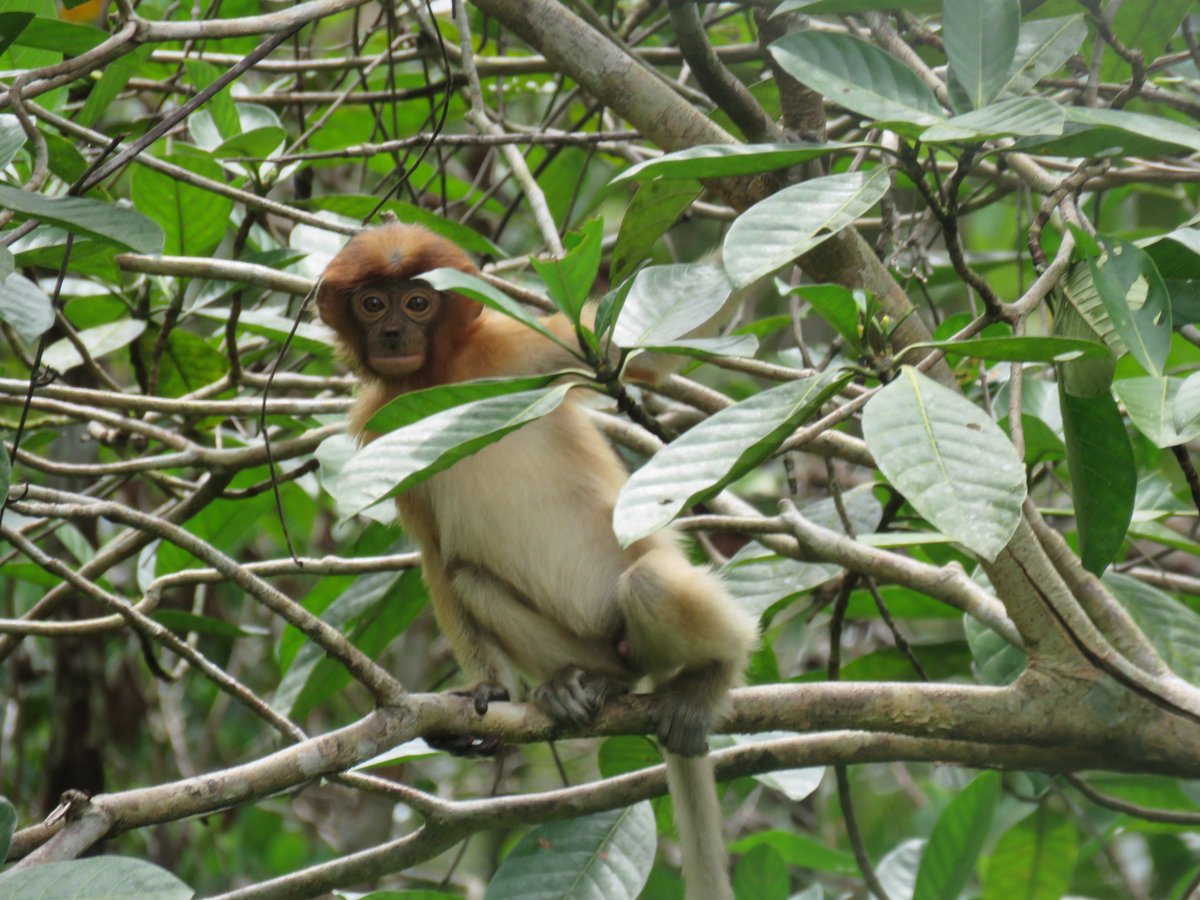 Gumal's tweet photo. Wildlife watching as @sfcsarawak field & planning staff begin day-long meeting 2moro to align conservation priorities for 2021. Much excitement as biologists, social scientists & conservationists convene to discuss their work. @ConservOptimism
#GuidedByScience @WhitleyAwards https://t.co/7pJgoPnIov