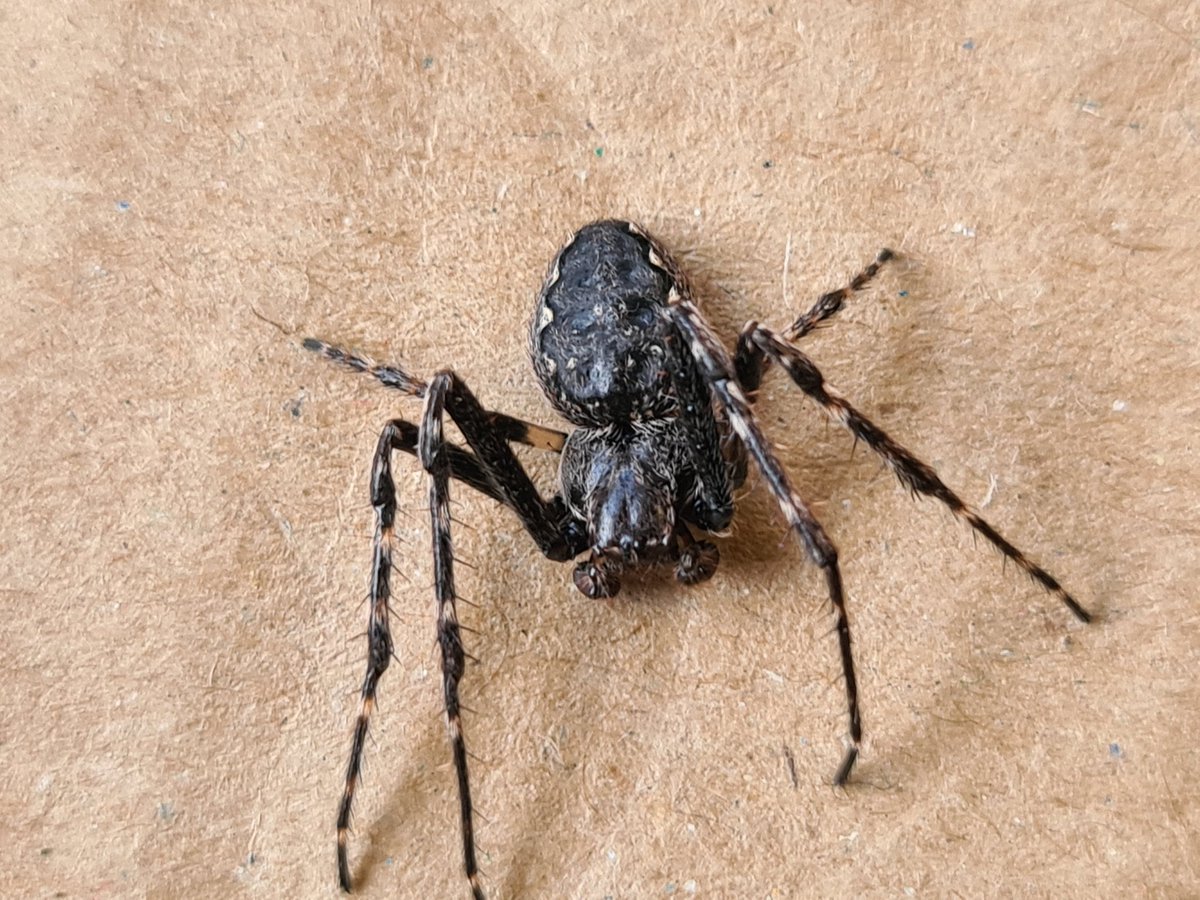 ThatRebelReid's tweet photo. A male Nuctenea umbratica, a bit battle worn and trying to pass himself off as an insect 😜
#ukspiders #spiders #arachtober #arachnids #panlist https://t.co/vV4OzQ1yHy