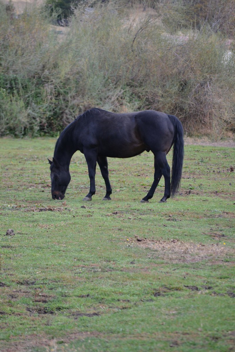 DDAF (@ddaf_org) on Twitter photo Thor lived at <a href="/Equamore/">Equamore Foundaton</a> for over 8 years. He came their as a terrified and terrifying horse but Thor left us as a sweet and gentle friend. He passed away late this summer from Cushings disease and navicular disease. DDAF's grant helped with his care. Thor lived at <a href="/Equamore/">Equamore Foundaton</a> for over 8 years. He came their as a terrified and terrifying horse but Thor left us as a sweet and gentle friend. He passed away late this summer from Cushings disease and navicular disease. DDAF's grant helped with his care.