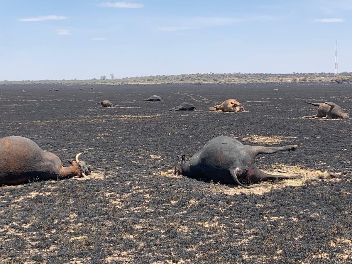 4KobusWiese's tweet photo. If the farm attacks, burning, looting, murders are not stopped by Government and the Police immediatly, the South African nation will starve! https://t.co/b4wy220lgB