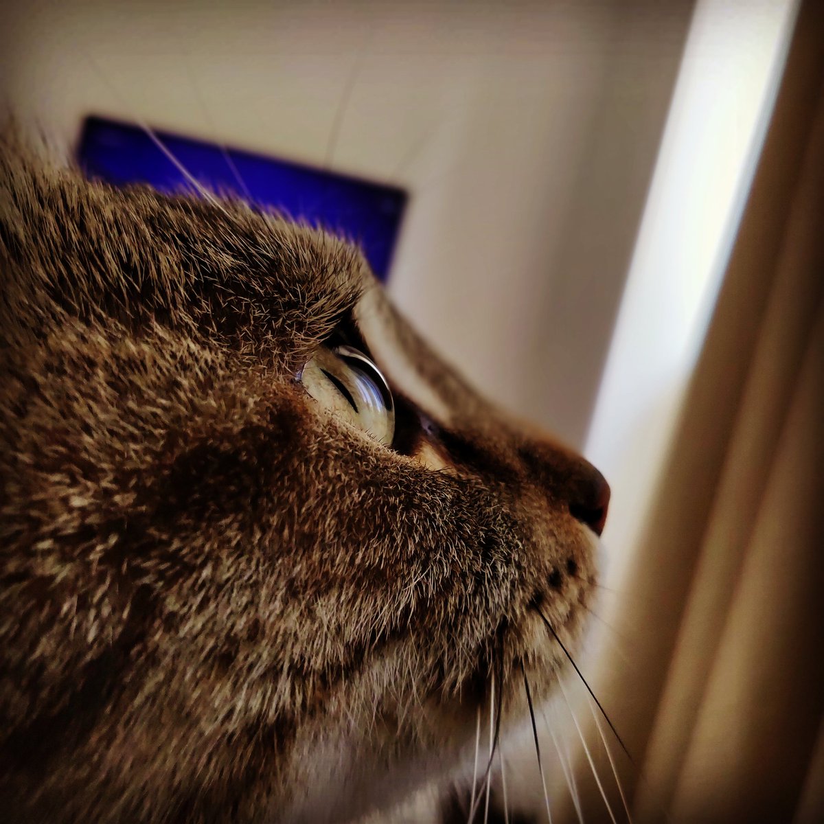 The_CatTOM's tweet photo. CatTOM #instacat #CatsOfTwitter #cat #beautifulcat https://t.co/D1WXrIe0hz