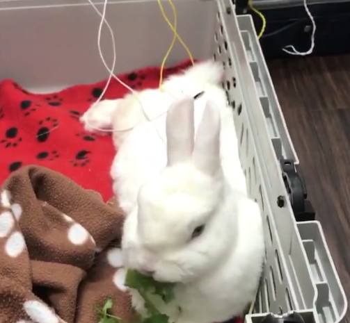 ChiUniversity's tweet photo. Enjoying some greens during treatment, thank you @acupuncturedvm for sharing. #veterinaryacupuncture
#tcvm 

https://t.co/8XeEQf6Qta https://t.co/ech6TQpwy7