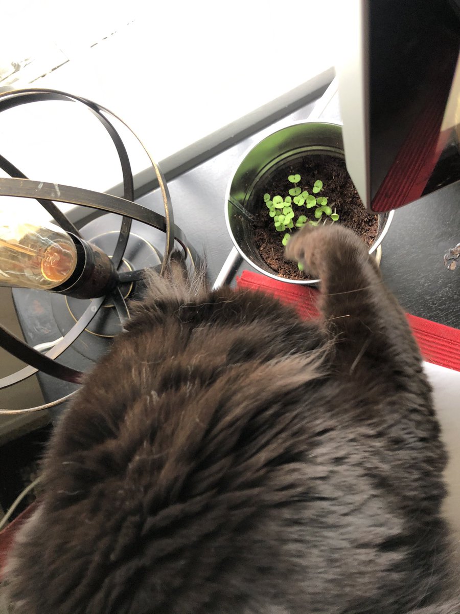 Webster_Words's tweet photo. Stirring the basil sprouts, or as I like to call it, crop rotation https://t.co/baw4G4eLIB