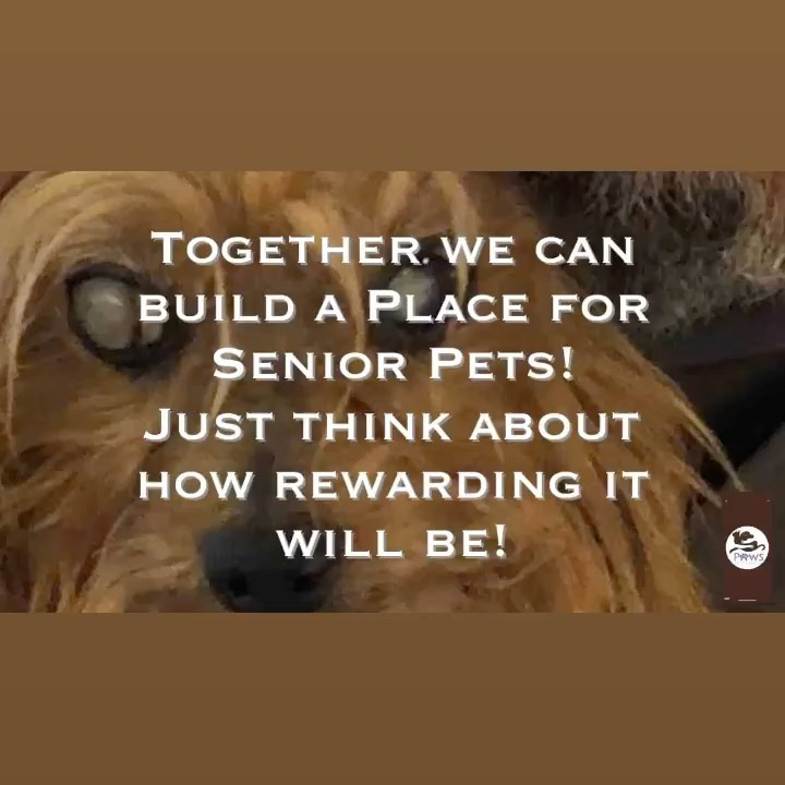 SupportPets's tweet photo. #PAWSFLORIDA would like to give the rewarding opportunity of #Makingadifference to a #WebArtist on the complete re-design and upgrade of its #WebPage including #Mobile #design! If you are a Genius on #WebDesign #Mobileplatform please kindly contact us!We would appreciate!Thanks! https://t.co/ZxmLYxls23