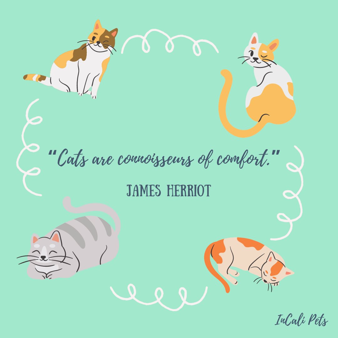 Cats are really our source of comfort ππΈ
Send this to other cat lovers out there! π¬π»
πβ Make sure to join our official launch page (https://t.co/OacGeEtUga) for exclusive giveaways and discounts!
#InCaliPets
#InCaliCats
#pets #cats #petproducts #petsupplies #catlovers https://t.co/EScigz5Ath