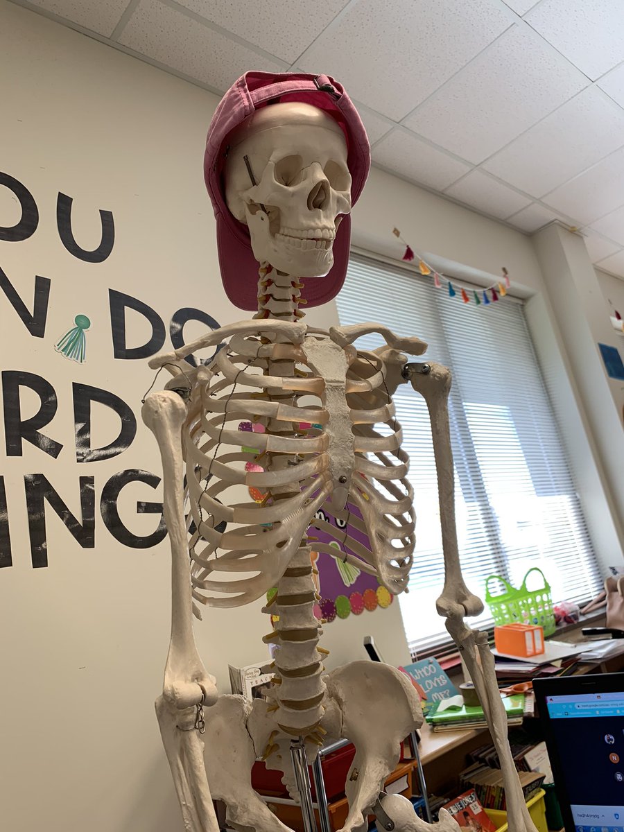 AESthirdehill's tweet photo. Thank you Mr. Bones for assisting with our joints lesson today and rocking hat day! @AversboroElem https://t.co/7g9uVBVgtP