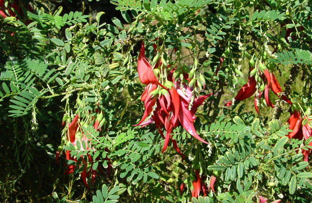 The discovery of new wild specimens of the incredibly rare kākābeak/ngutukākā has sparked new hope for the species: bit.ly/3m6KWix