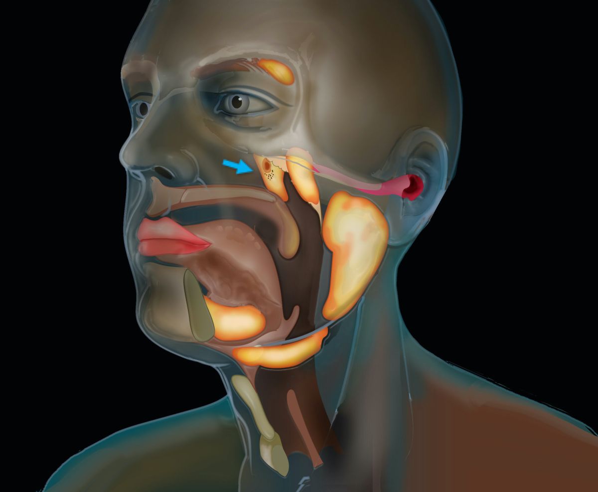 Scientists discover new organ in the throat dlvr.it/Rk0LJd