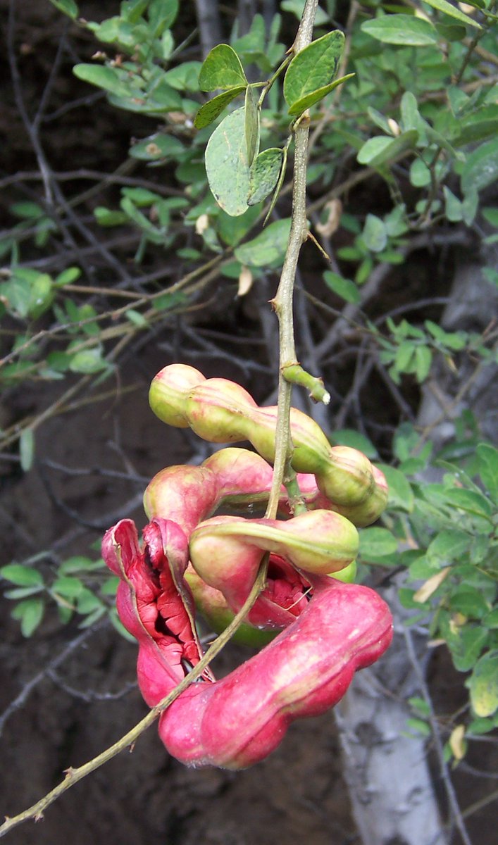 You, the intrepid  #explorer and  #naturelover, have just encountered this glorious creature. What on earth is this, you ask the breeze, bewildered. Why is this thing —is that a fruit— curled onto itself like a spiral...like a jalebi, you ask yourself. [The story continues...]