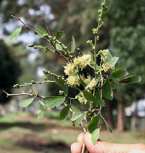 A warm smile spreads across your face. All those hours spent  #SeasonWatch-ing could have never failed you in an IDing crisis. Onto the next adventure, you tell yourself. Onto the next  #tree. #trees  #treedom  #citizenscience  #observation  #coolfacts