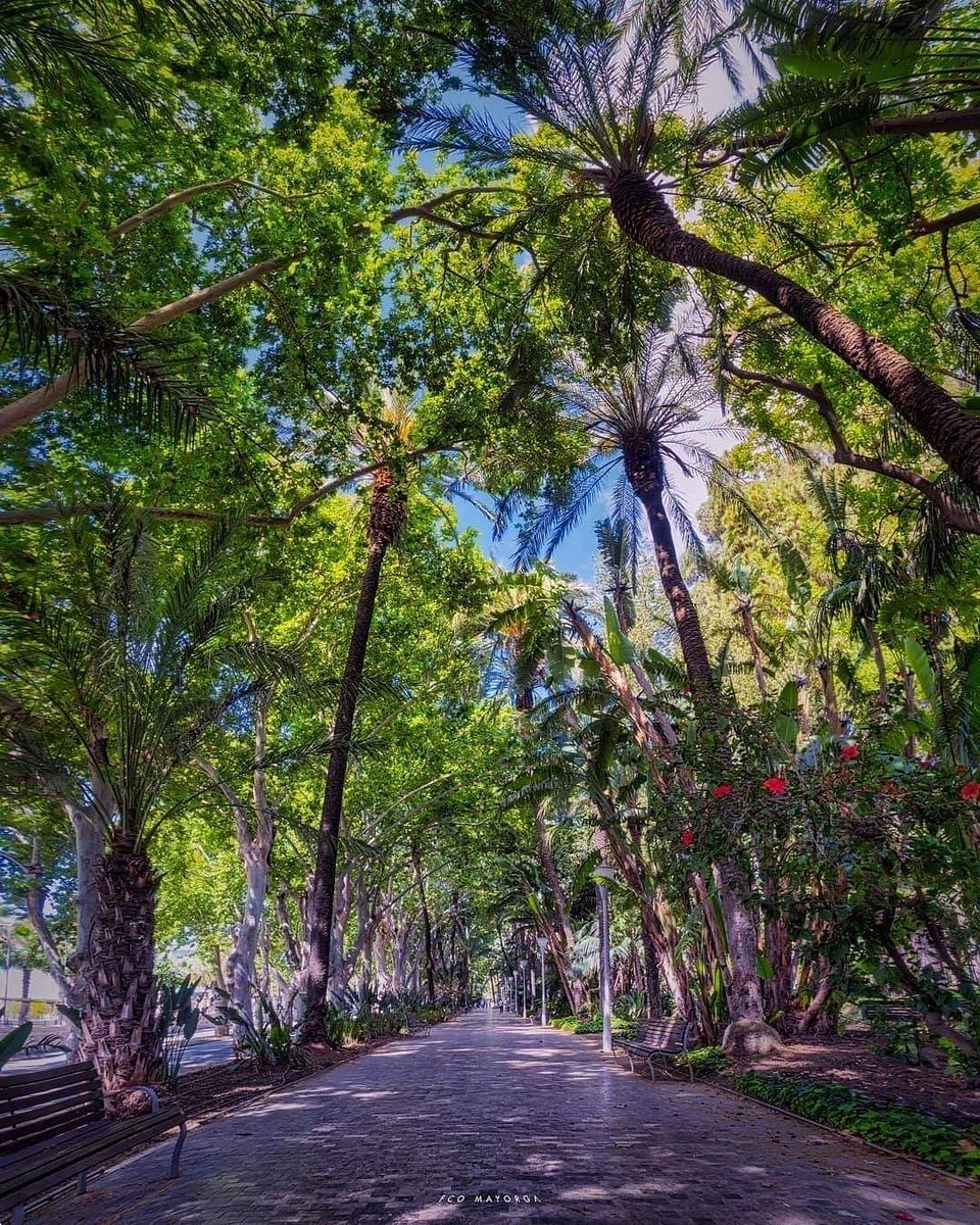 📍Parque de Málaga
#malagademisamores 💜💚💐💜💚
📸Francisco Mayorga 👌💜💚
#Málaga #costadelsol #andalucía #spain