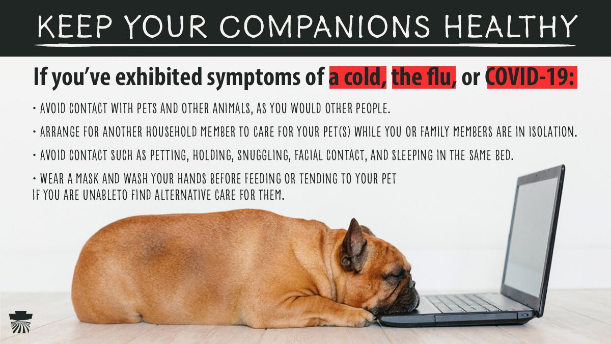 PAAgriculture's tweet image. A handful of pets around the nation, including one in Pennsylvania, have been diagnosed with COVID-19.
 
Whether you’ve got a cold, the flu, or COVID-19, it’s important to take steps to keep your animal companions safe.