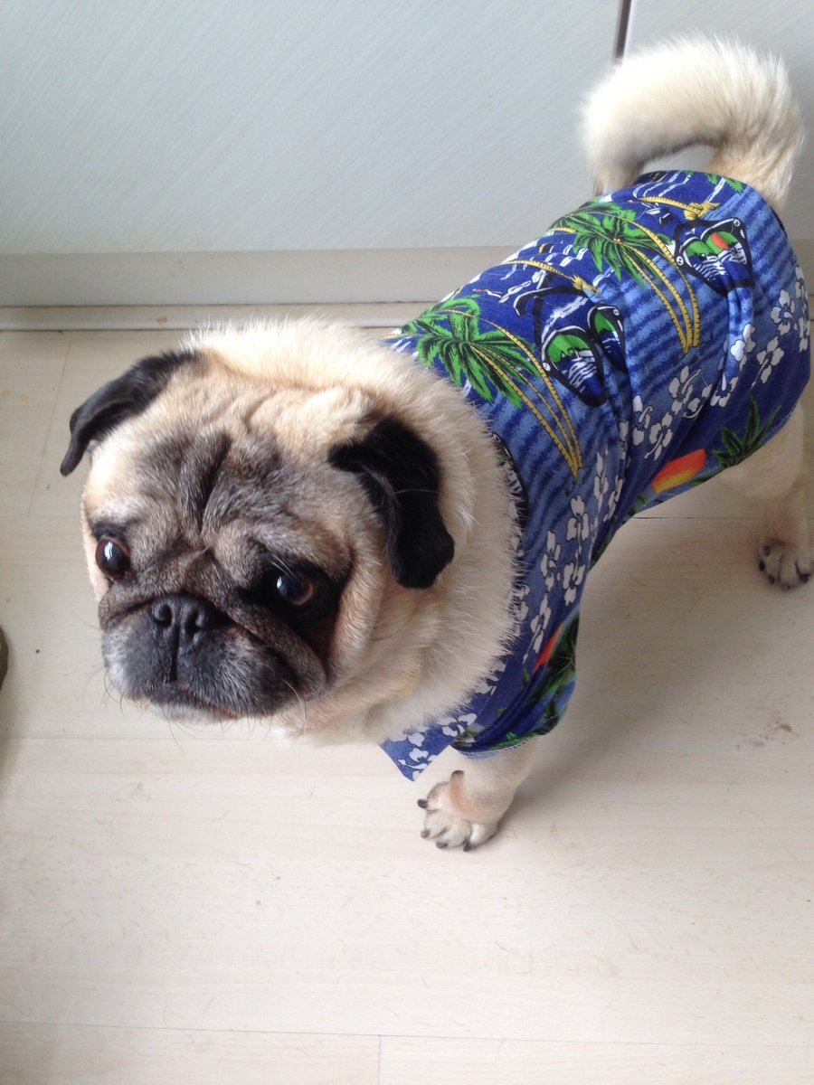 💔Jacky O’Neill. Such a small dog with a huge funny character. My little buddy past away last Friday. He was 11.