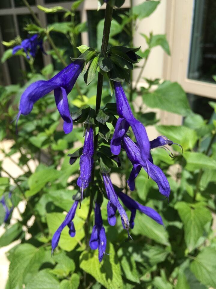 I spotted this beautiful salvia on my way to Kentish Town - apparently this one is great for bees and flowers all through the summer into the autumn - think I might need one for our garden...
Has anyone got experience of growing them?

#perennialflowers #beeplants #beegarden