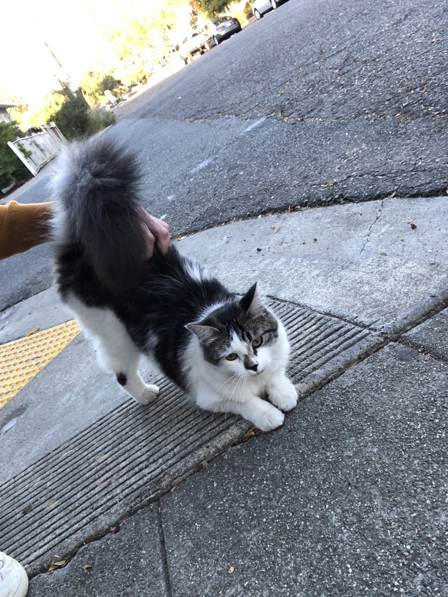 Caught my good pal Panda swatting at the sewer for mice 