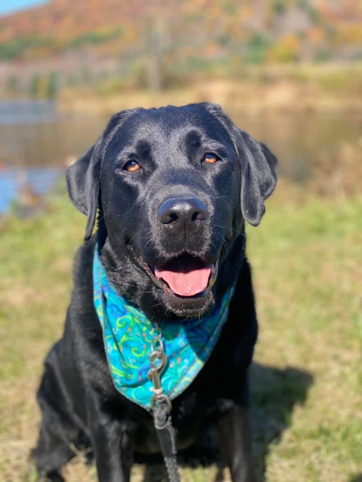 TherapyDogsInt's tweet photo. #TDIDogsWorkingFromHome
#KeepingInTouch
#VisitingInADifferentWay
Beautiful day for a hike in the park with Miss Kanga! https://t.co/3bJusCosqo