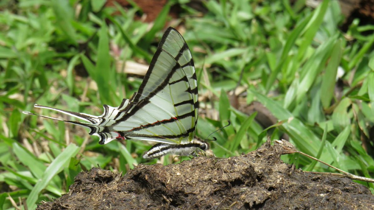AvesArgentinas's tweet photo. ¡Seguimos relevando las áreas claves para la biodiversidad del #BosqueAtlántico!🦋En el marco del #ProgramaNEA - Bosque Atlántico y Gran Chaco, en octubre del año pasado realizamos una campaña de relevamiento de fauna en las cercanías del paraje Cruce Caballero, en #Misiones. https://t.co/yHrHCPNKnx