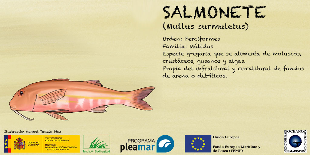 ReservasMarinas's tweet image. #faunareservada Salmonete de Roca (Mullus surmuletus) Su color en el lomo entre rosado y rojo le ha dado el nombre popular de &quot;salmonete&quot;. Posee barbillones en mentón que son órganos táctiles capaces de detectar las presas. 
@garantiadefuturo@ReservasMarinas #ProgramaPleamar🐟💙
