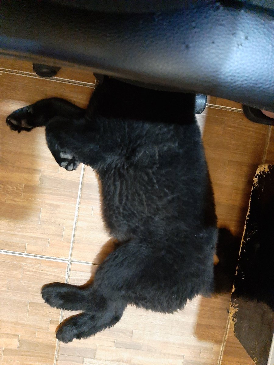 V O I D update After destroying some more furniture, he fell asleep, deeply, beside me with his head under my rolling chair. I can't move it now. I'm stuck at my desk :'D